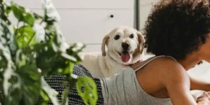 Tierische Hautschuppen und -partikel